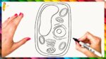 How To Draw A Plant Cell Step By Step - Plant Cell Drawing Easy