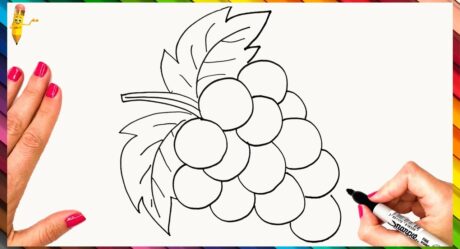 Comment dessiner des raisins étape par étape Dessin de raisins facile