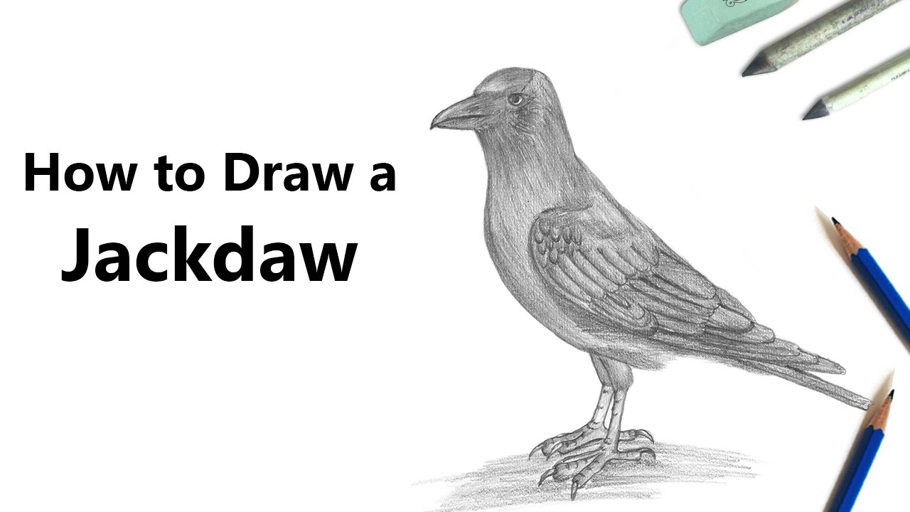 How to Draw a Jackdaw with Pencils [Time Lapse]