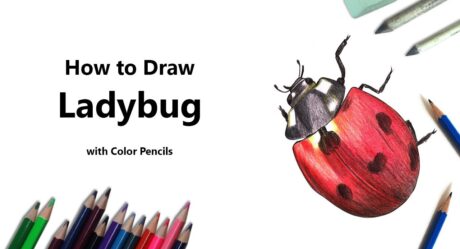 Cómo dibujar una mariquita con lápices de colores [Time Lapse]