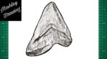 How to Draw a Megalodon Tooth