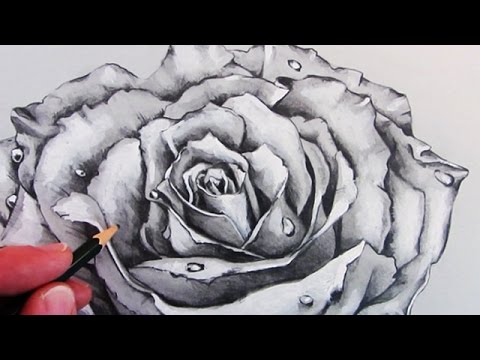 How to Draw a Realistic Rose: Time Lapse