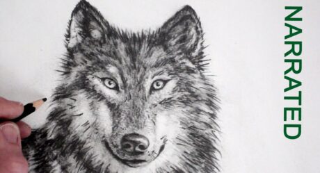 Comment dessiner un loup réaliste : commenté
