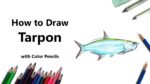 How to Draw a Tarpon with Color Pencils [Time Lapse]