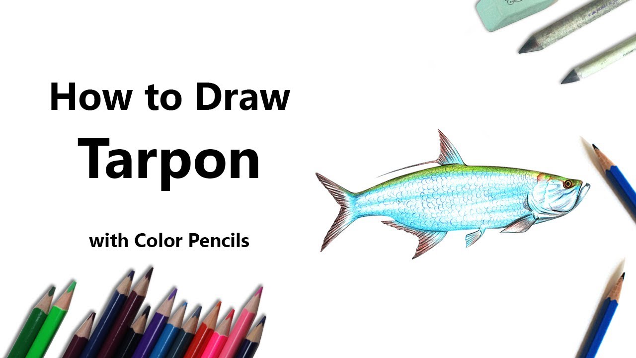 How to Draw a Tarpon with Color Pencils [Time Lapse]