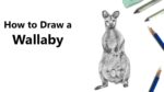 How to Draw a Wallaby with Pencils [Time Lapse]