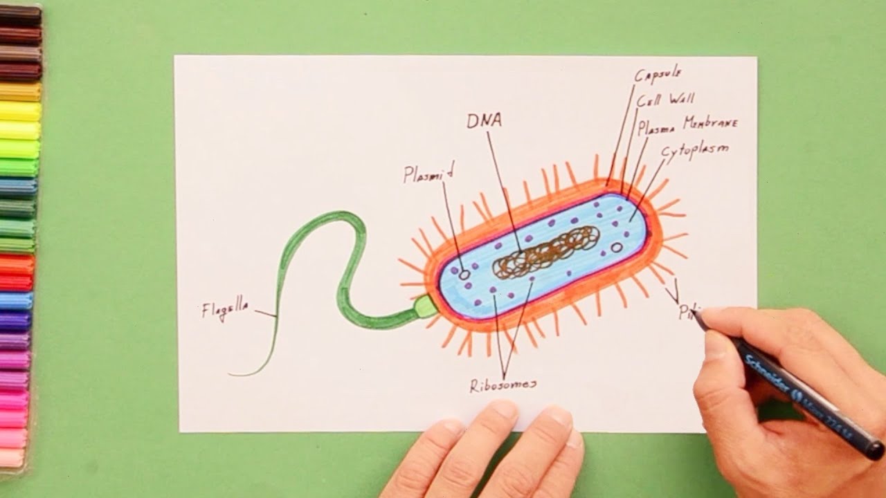 How to draw Bacteria