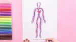 How to draw Human circulatory system