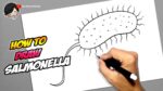 How to draw Salmonella