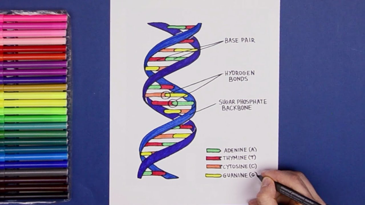 How to draw Structure of DNA