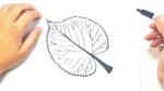 How to draw a Leaf Step by Step | Leaf Drawing Lesson