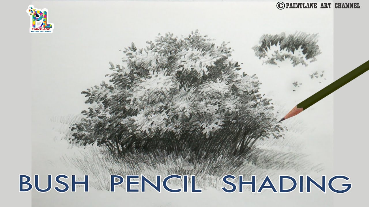 How to draw bush for beginners with step by step pencil art || Drawing tutorial