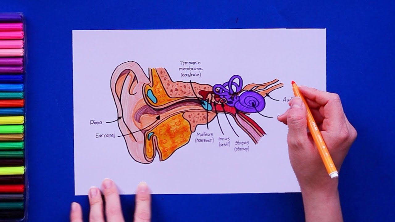 How to draw the Human Ear - Labeled Science Diagrams