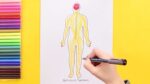 How to draw the Human Nervous System