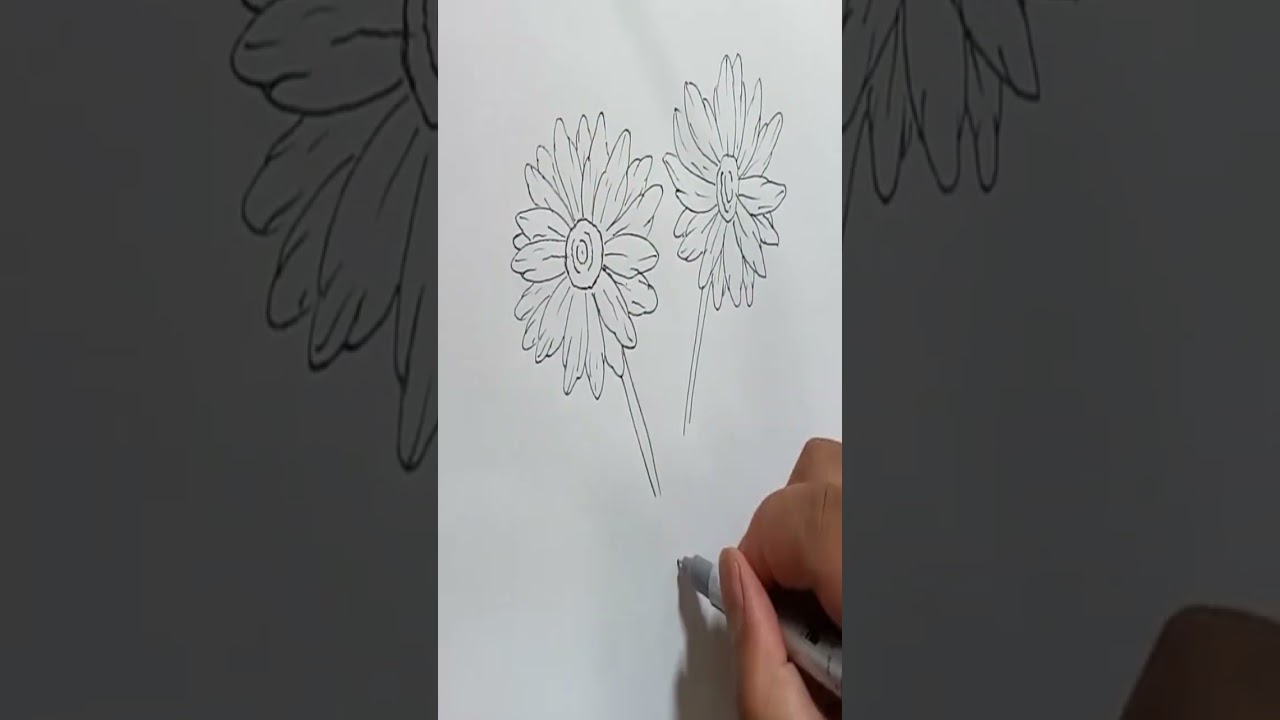 chrysanthemum Flower Drawing #shorts