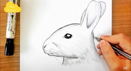 comment dessiner une tete de lapin facilement