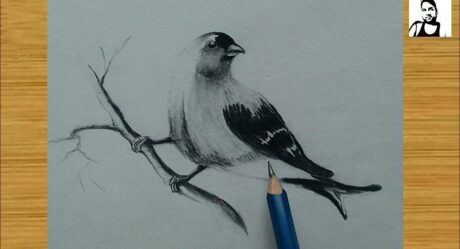 how to draw beautiful bird drawing step by step / bird drawing / charcoal and graphite pencil