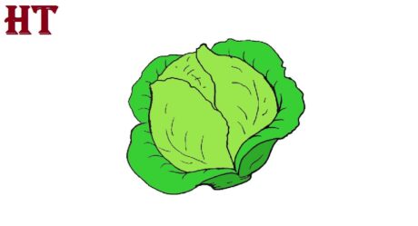 Cabbage drawing easy for beginners – How to draw Vegetables Step by Step