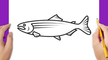 Comment dessiner un poisson saumon