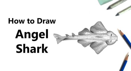 Cómo dibujar un tiburón ángel con lápices [Time Lapse]
