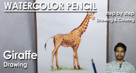 Comment dessiner une girafe réaliste au crayon aquarelle | étape par étape Dessin & Coloriage | Supriyo