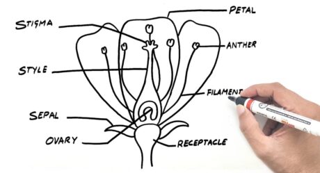Reproducción en Plantas | Diagramas De Biologia Fáciles | Dibujo de YoKidz | Canal YoKidz