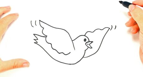 Comment dessiner une colombe étape par étape | Leçon de dessin de colombe