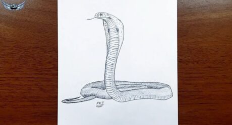 kobra çizimleri – adım adım karakalem kobra resimleri