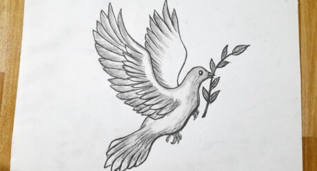 Cómo dibujar una paloma || Dibujo de paloma || Tutorial de dibujo para principiantes.
